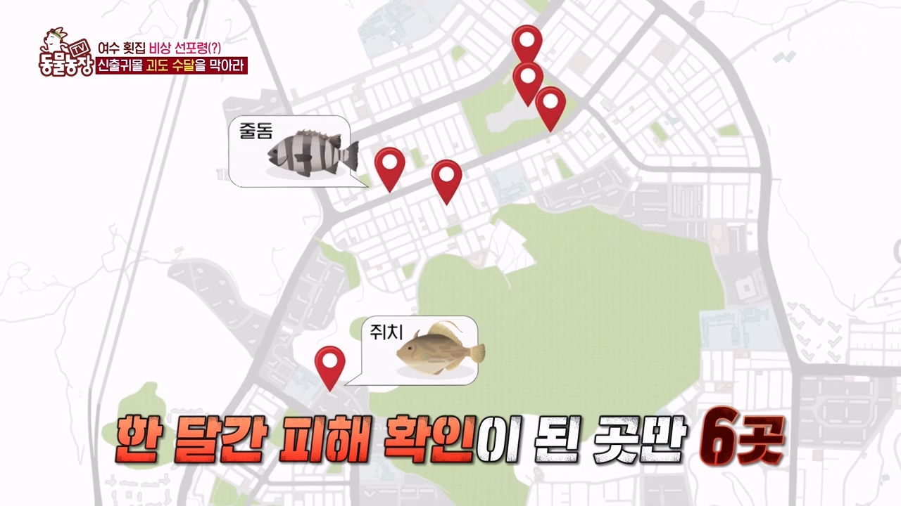 TV 동물농장.E1168.240422p-NEXT.mp4_20240421_170939.851.jpg