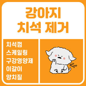 강아지 치석 제거