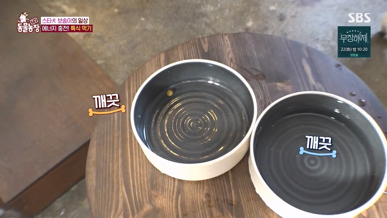 TV 동물농장.E1134.230821p-NEXT.mp4_20230820_193339.500.jpg