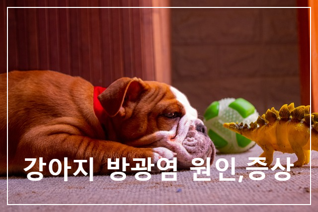  강아지의 "방광염" 증상
