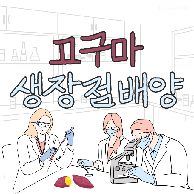  고구마 끝순 채취와 고구마 생장점 배양과 치상 준비물 및 방법