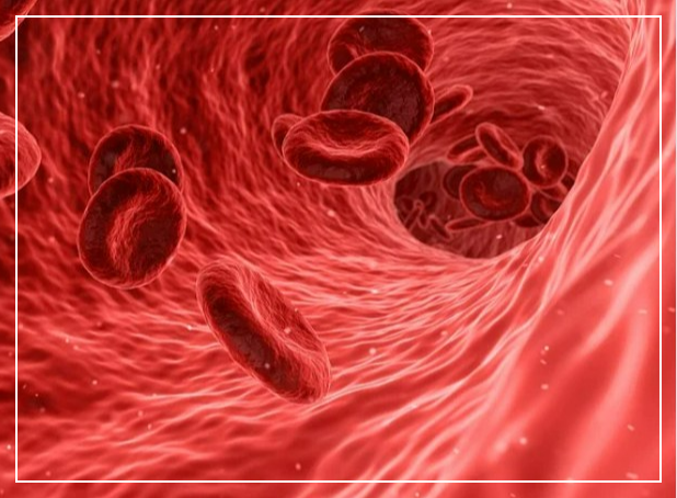 혈액세포사진