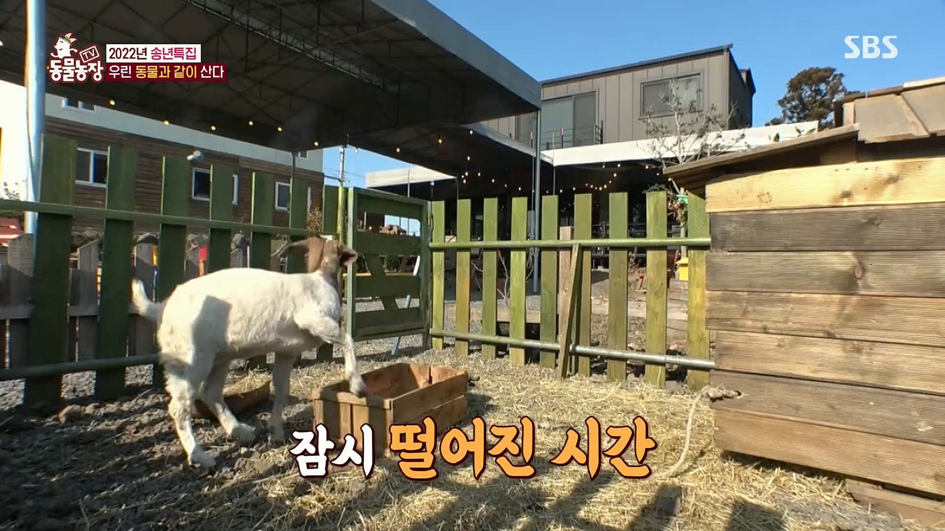 TV 동물농장.E1101.221225p.H264-F1RST.mp4_20221225_190257.991.jpg