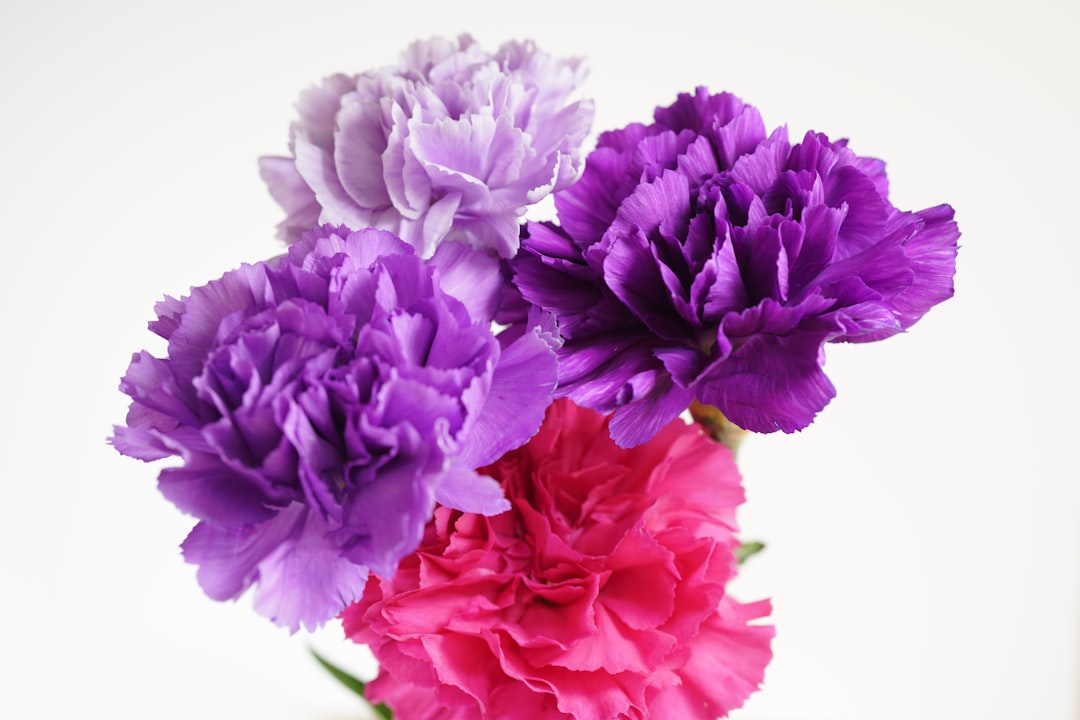 Carnation