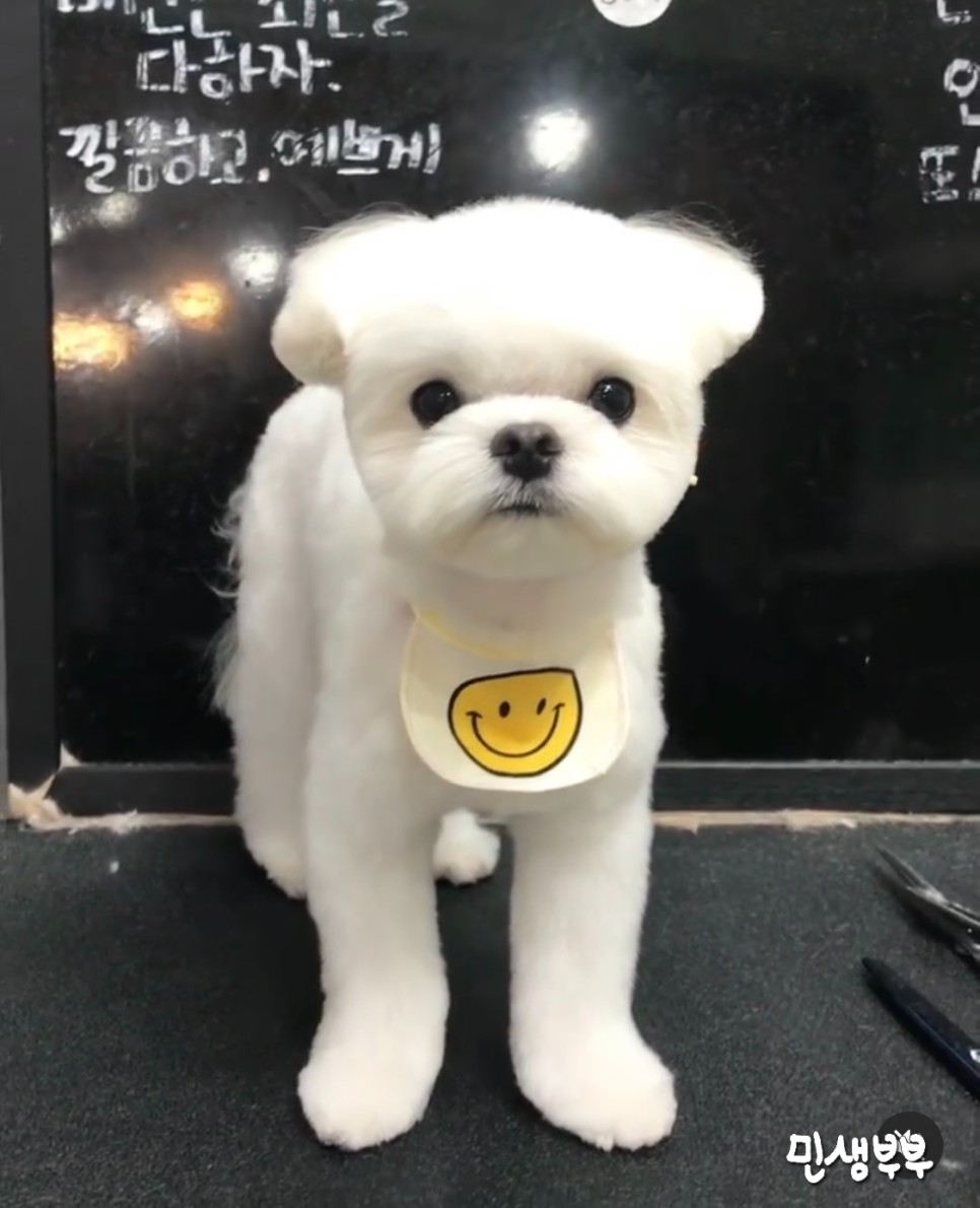 미용가위 전문샵 키스더도그 23