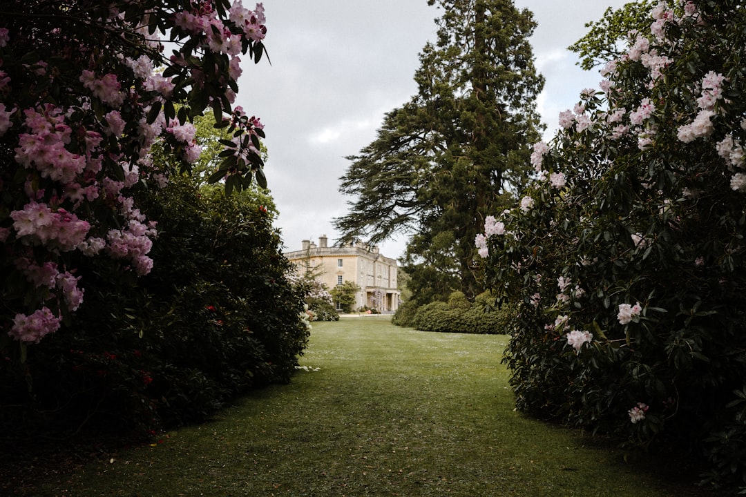 Azalea