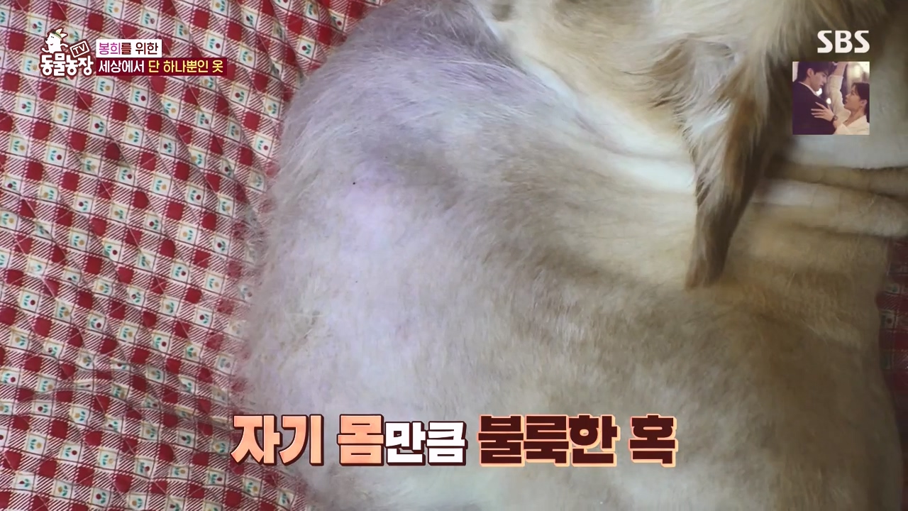 TV 동물농장.E1145.231113p-NEXT.mp4_20231112_172335.029.jpg