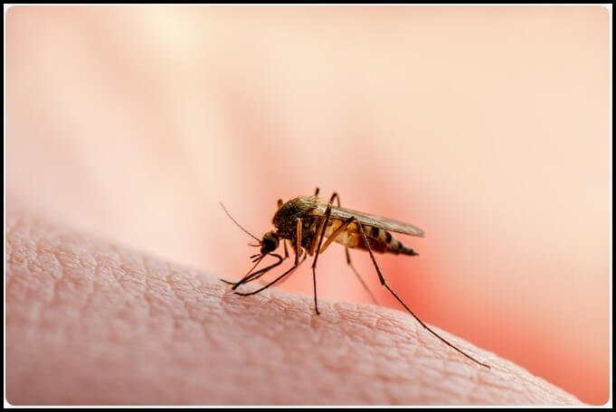 말라리아 옮기는 모기 사진