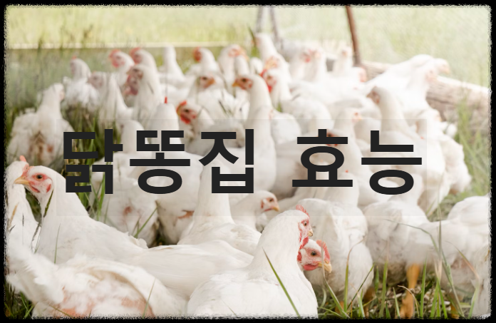 닭똥집 효능