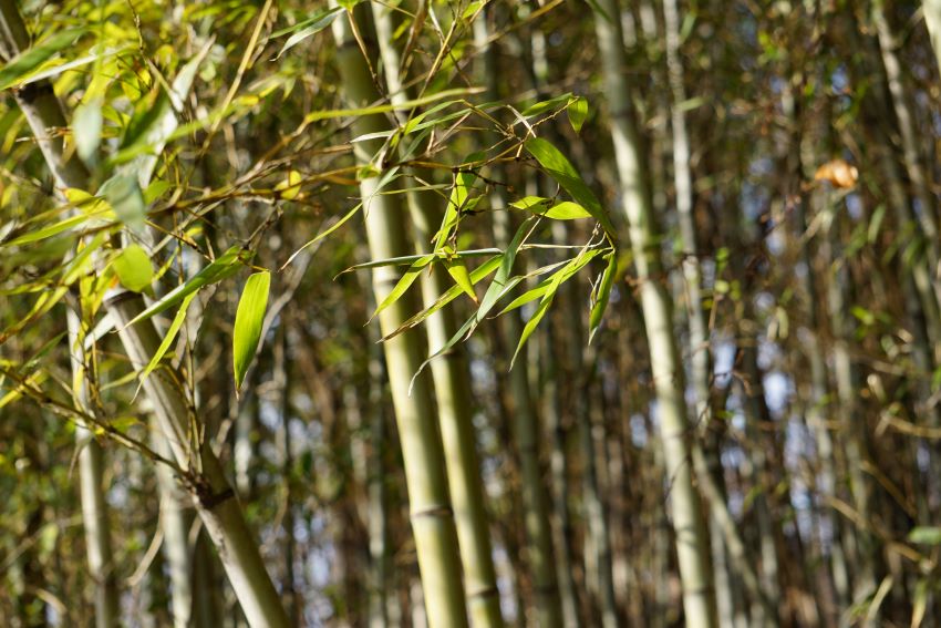 대나무 숲 근접 사진&#44; 햇빛 반사되는 대나무잎&#44;