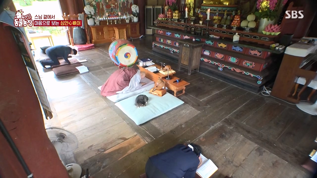 TV 동물농장.E1143.231030p-NEXT.mp4_20231029_164051.233.jpg