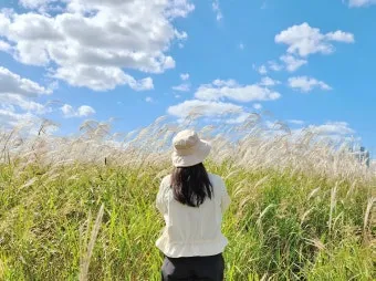 가을 감성 폭발하는 억새 명소 총정리 완벽 여행 가이드_17