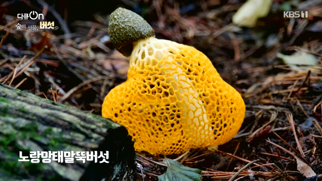 다큐 온.E227.231120p-NEXT.mp4_20231121_201832.260.jpg