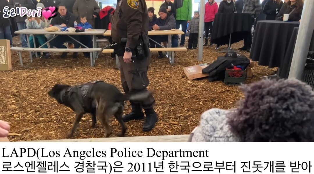  진돗개가 경찰견으로 거부된 이유