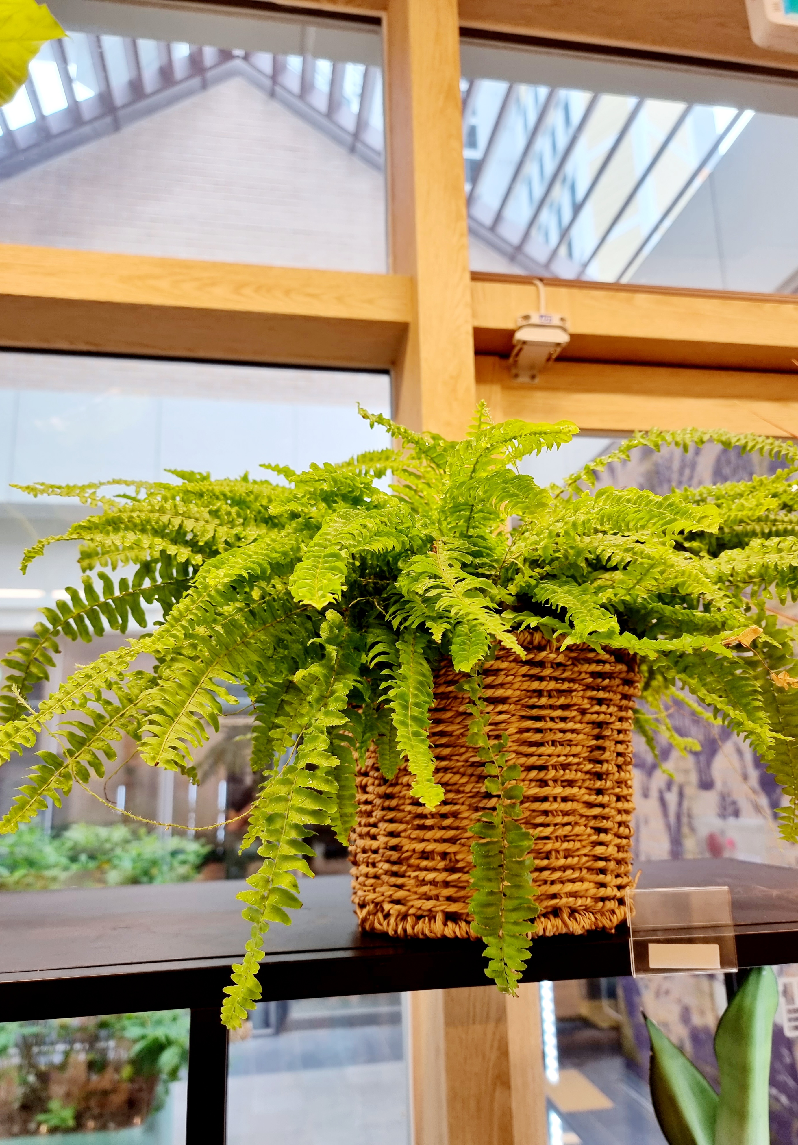 보스턴 고사리&#44; boston fern