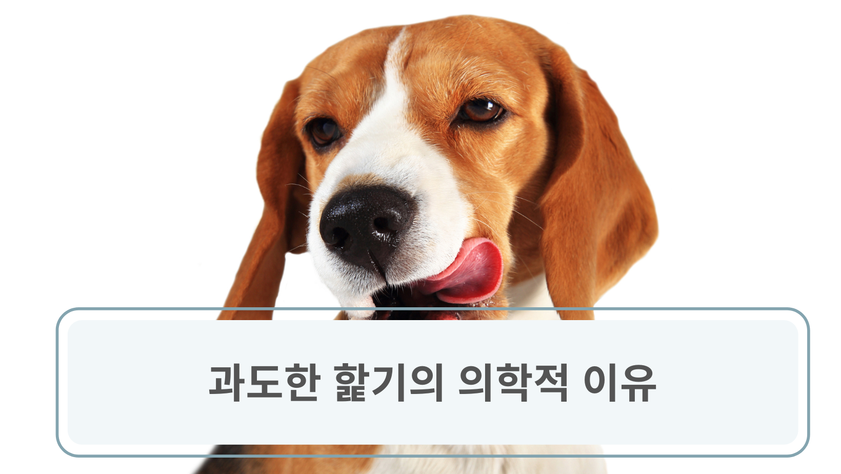 과도한 핥기의 의학적 이유