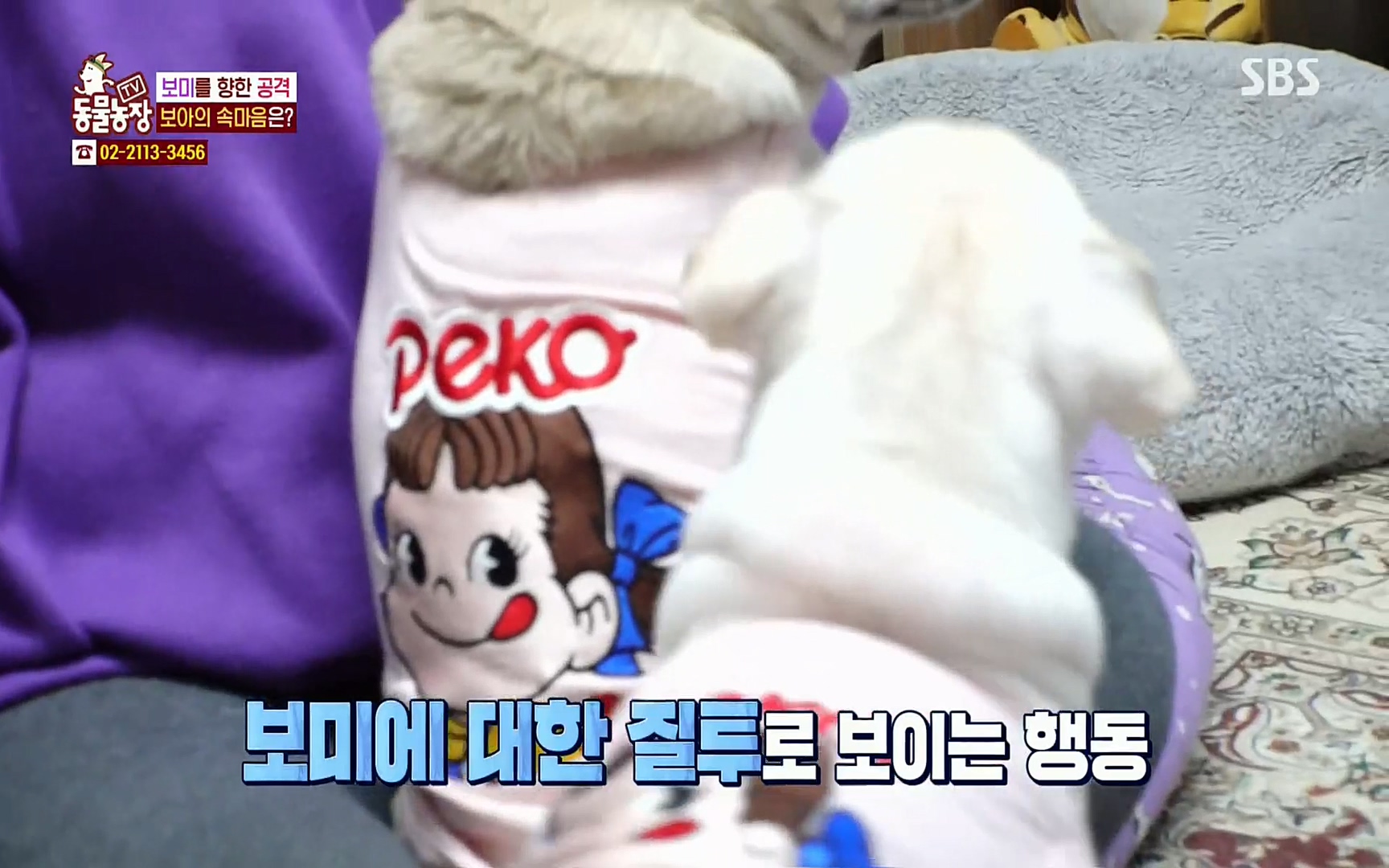 TV 동물농장.E1061.220320p.H264-F1RST.mp4_20220320_183554.118.jpg