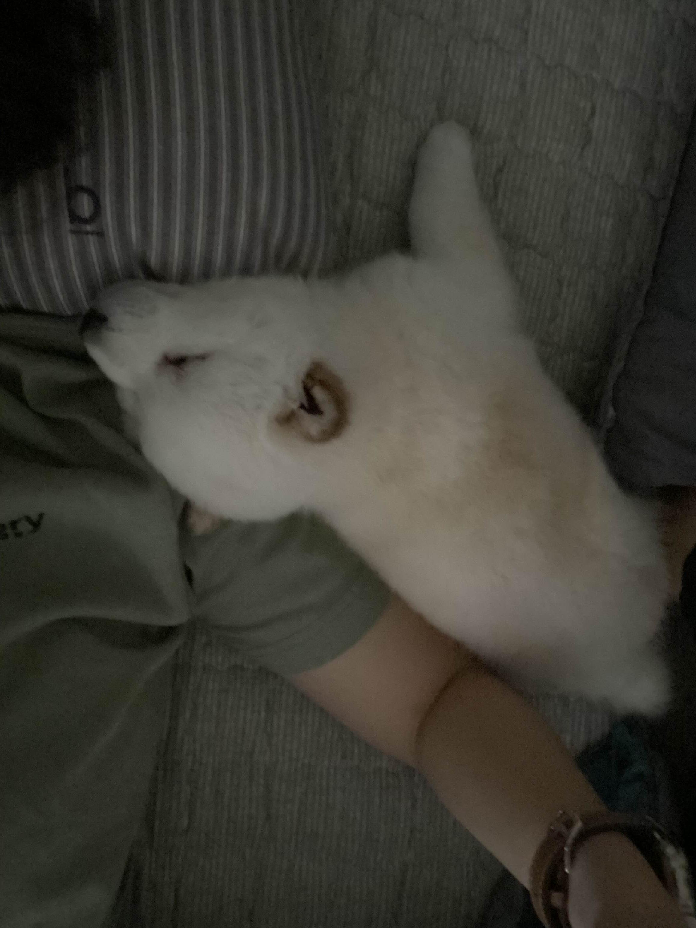alt 태그