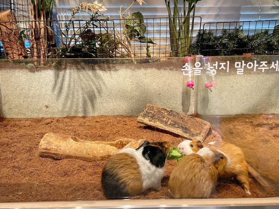 기니피그 키우기 기니피그 키우기수명과 주의점 (집 6