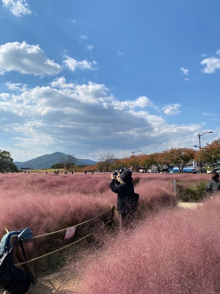 경주-핑크뮬리군락지-사진찍는-사람