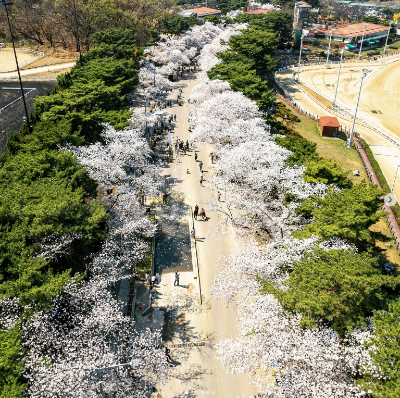렛츠런파크-벚꽃축제