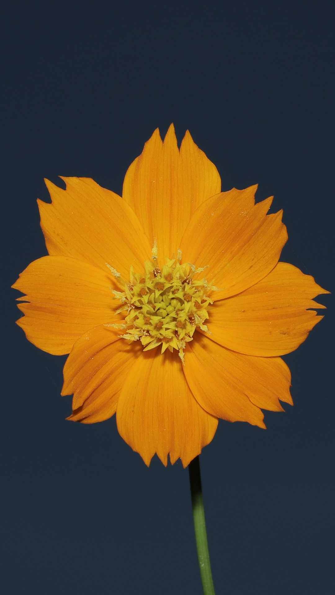 Chrysanthemum Flower iPhone Wallpaper