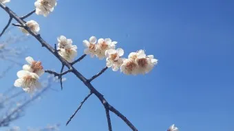 매화꽃 개화시기 2025년 3월 4월 광양 구례 화엄사 매화_22