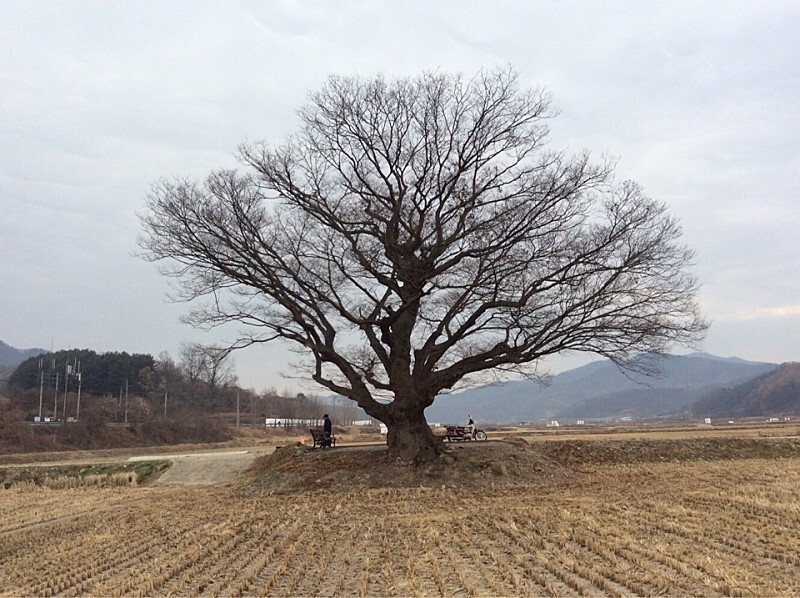  보은 마로면 원정리 느티나무