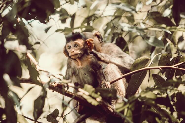 나무위에-올라가있는-아기원숭이