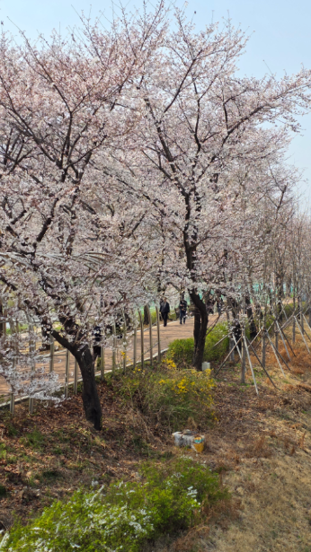 안양천 벚꽃길 사진4