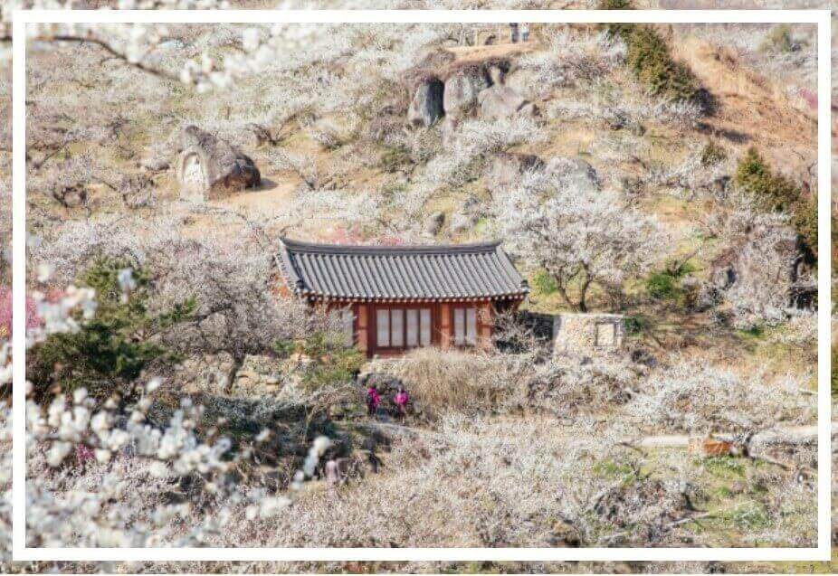광양-매화마을전경