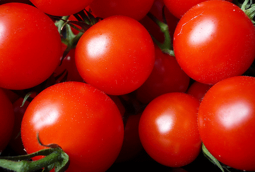 토마토효능 및 토마토부작용&#44;토마토먹는법