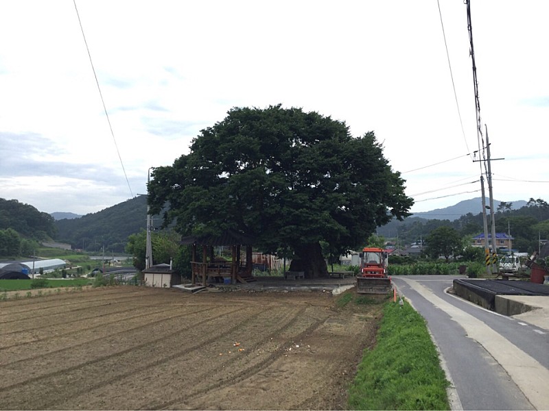  산림청 이야기가 있는 보호수, 공주 내흥리 느티나무