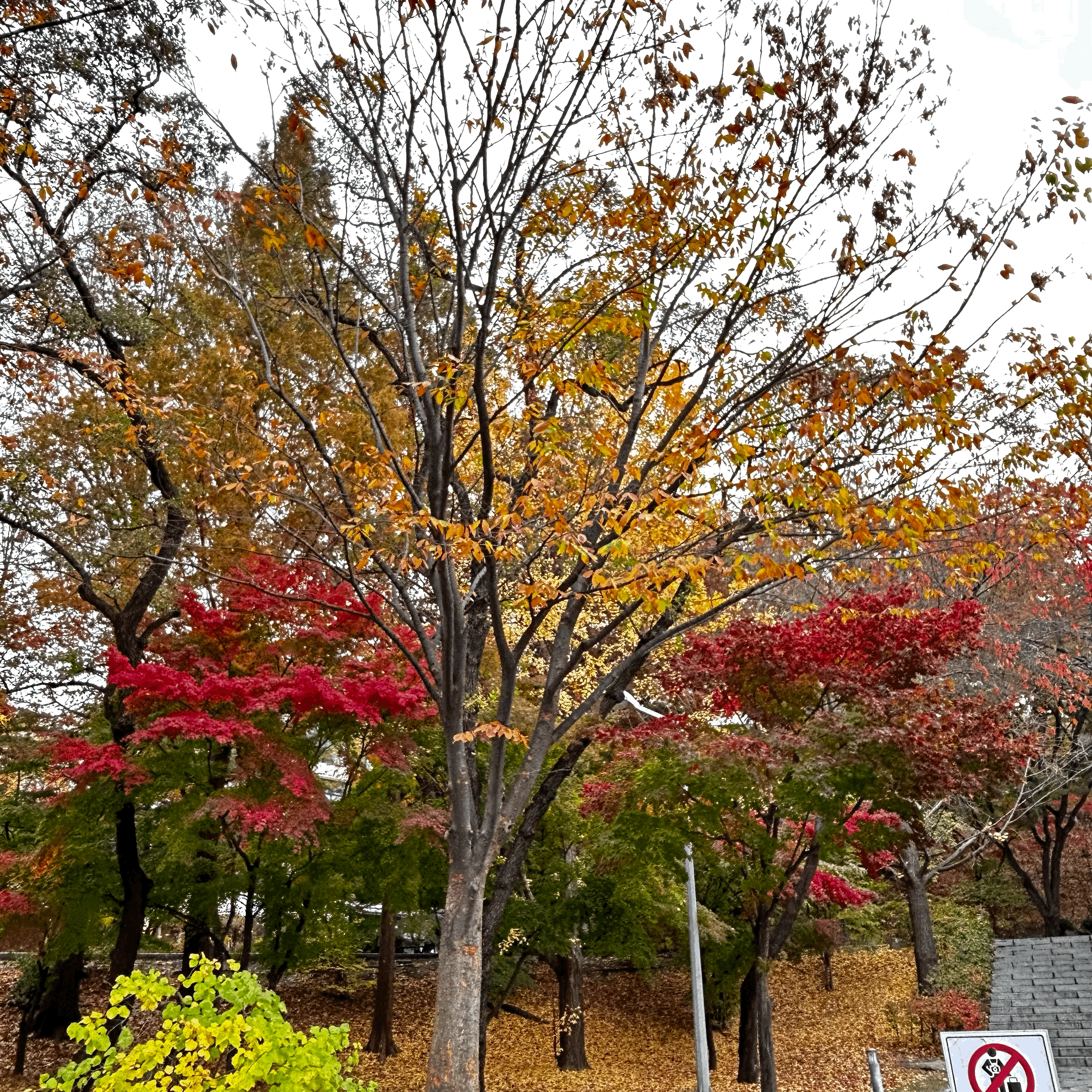 붉은 단풍 - 이화여자대학교
