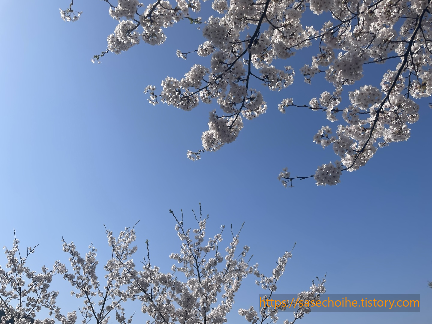 벚꽃 사진 5