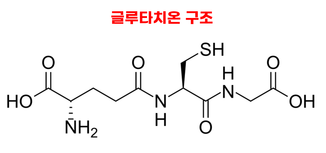  피부미백 항산화제 끝판왕 글루타치온 효과
