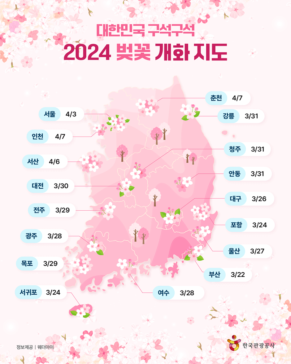 2024-전국-벚꽃-개화-지도