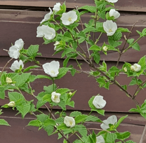 병아리 꽃나무 포토 꽃,꽃말 열매 씨앗 알아보기