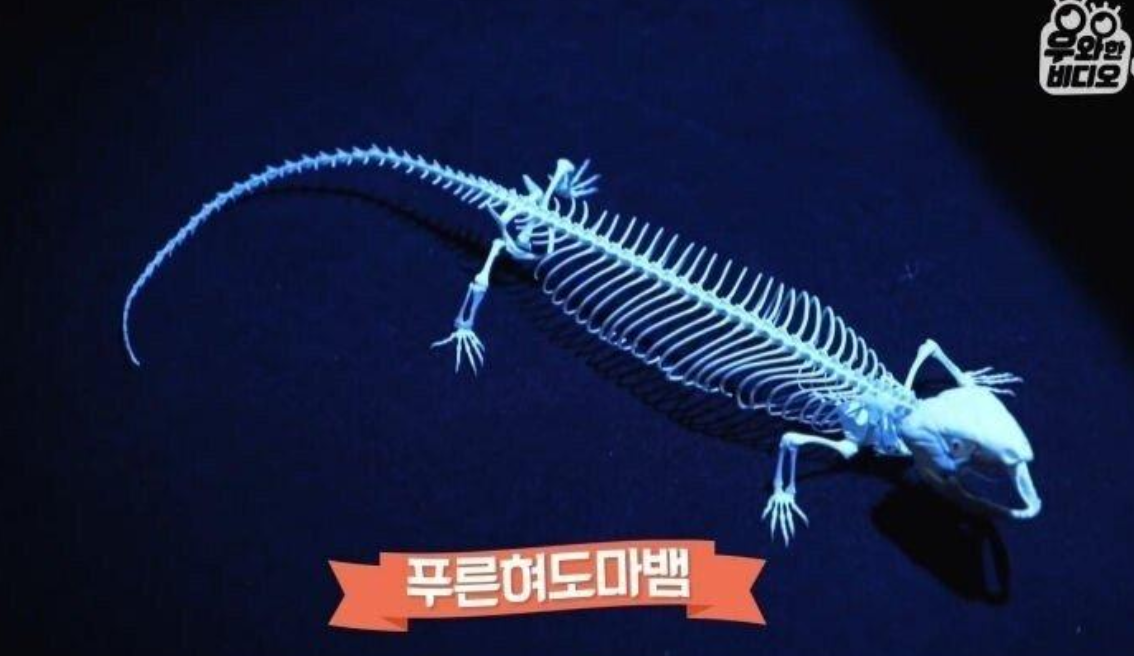  뼈가 살아있다 - 물고기 골격표본 만드는 고딩