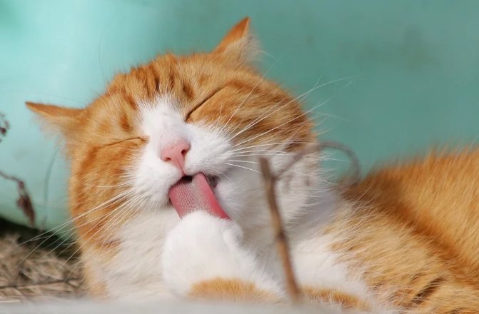  고양이 나이 계산 하는 방법 / 한눈에 볼 수 있게 표로 정리!