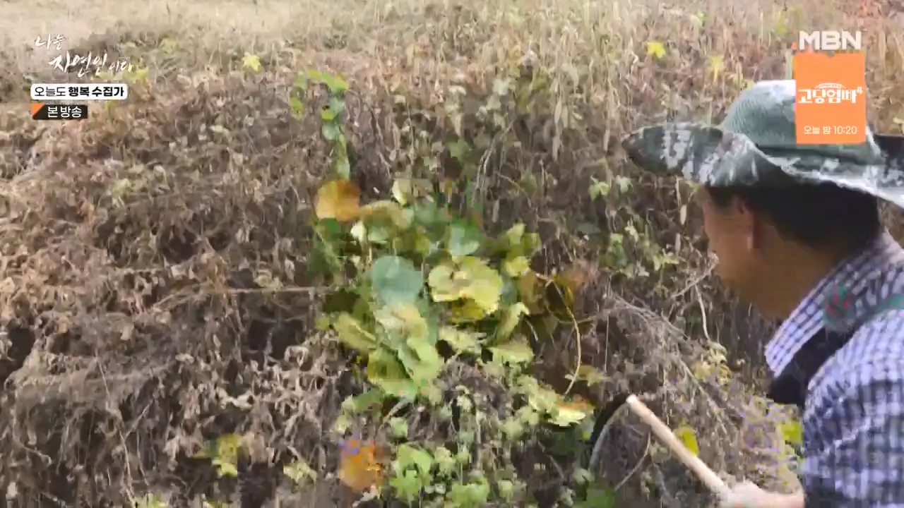 나는 자연인이다.E578.231102p-NEXT.mp4_20231102_202934.328.jpg