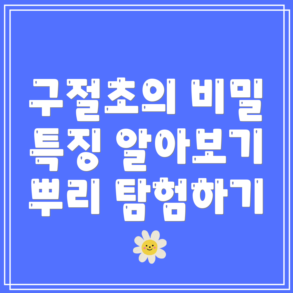 구절초