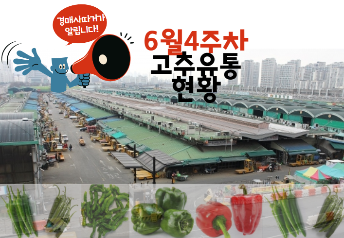  [경매사 따거]가 알려드리는 가락시장 고추 경매이야기(6월 4주차)