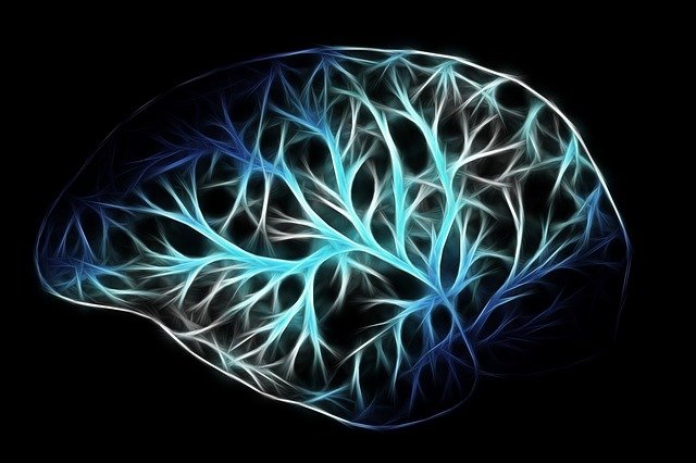 표고버섯효능 뇌건강