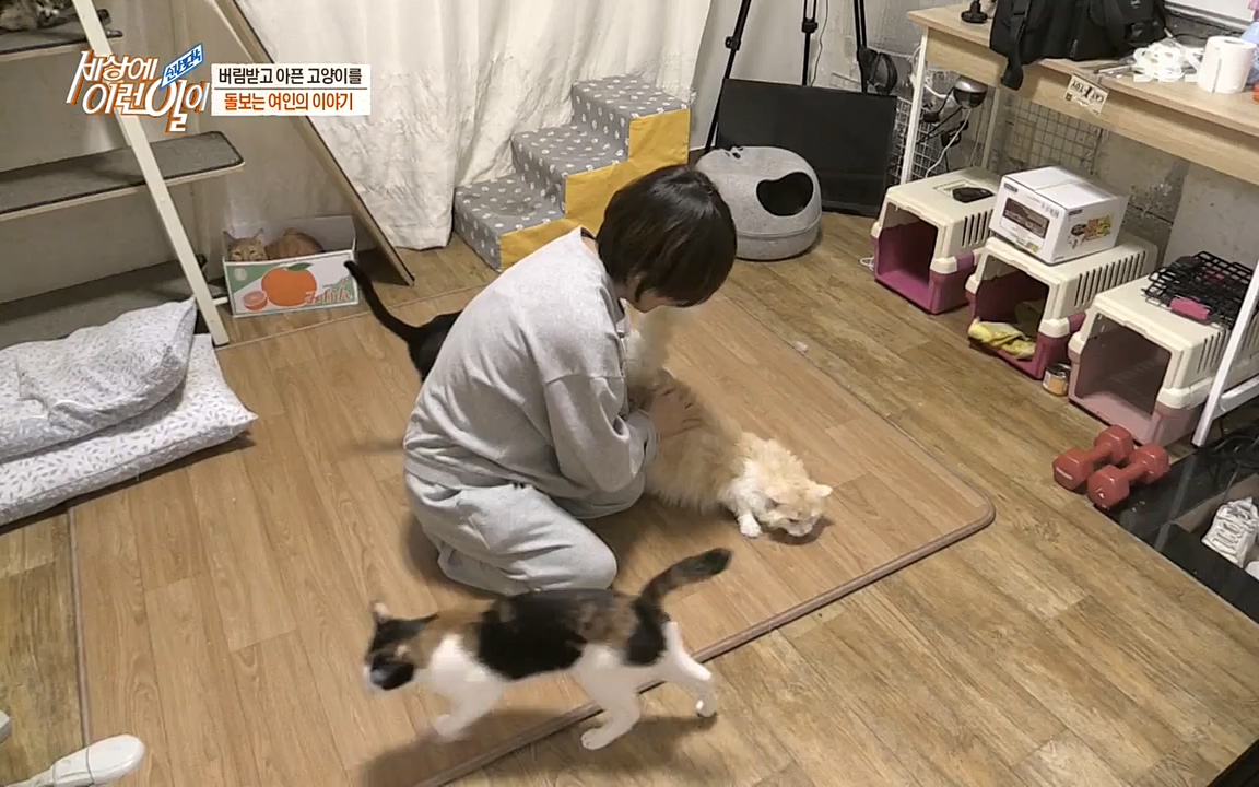 순간포착 세상에 이런일이.E1173.220330p-NEXT.mp4_20220330_174810.687.jpg