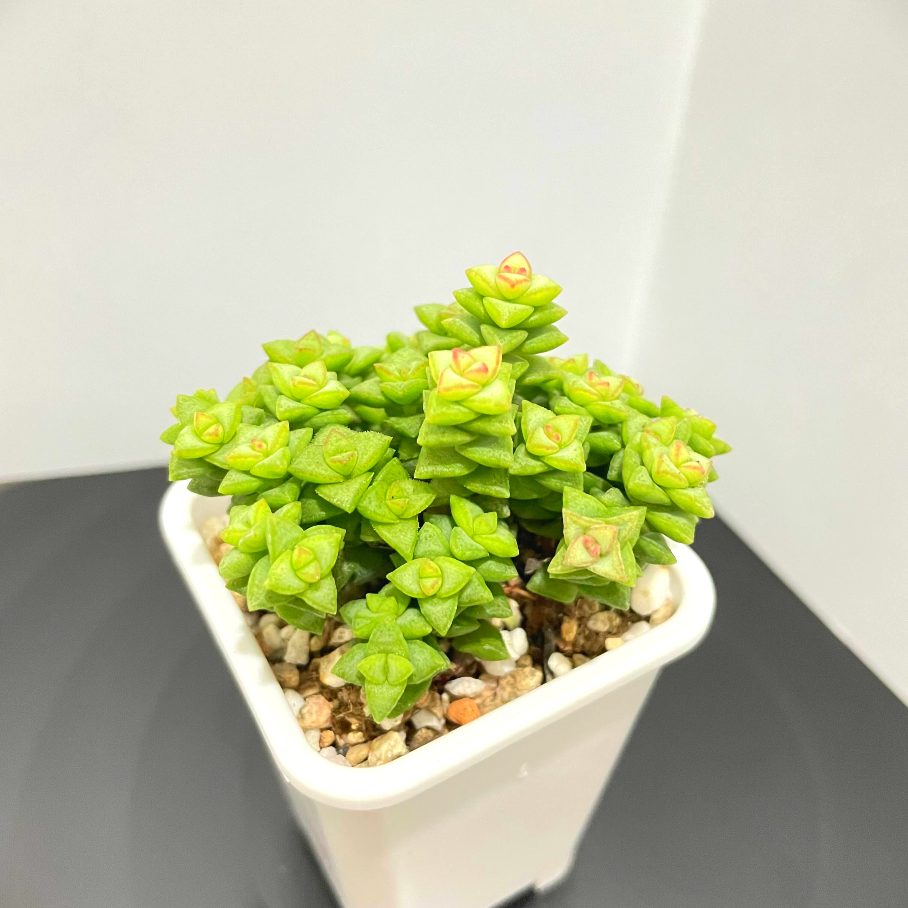  다육 희성 Crassula tom thumb