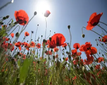 원주 용수골 꽃양귀비 축제_33