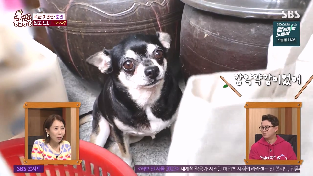 TV 동물농장.E1144.231106p-NEXT.mp4_20231105_173706.113.jpg