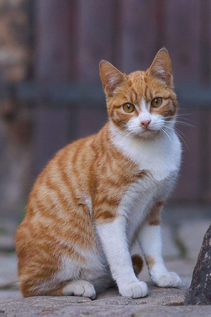 고양이 기생충