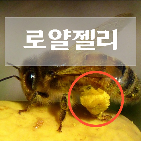 꿀벌-화분-효능